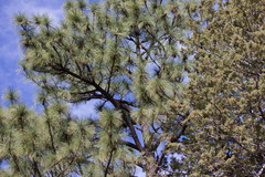 Pinus engelmannii