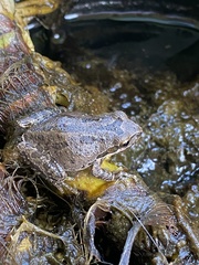 Pseudacris hypochondriaca