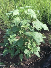 Cyclachaena xanthiifolia