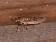 Prairiana