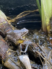 Pseudacris hypochondriaca