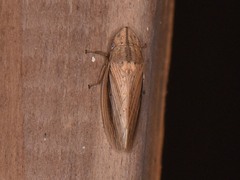 Prairiana