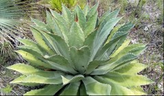 Agave nuusaviorum