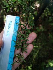 Coprosma microcarpa