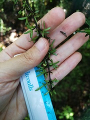 Coprosma microcarpa