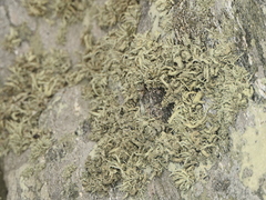Ramalina siliquosa