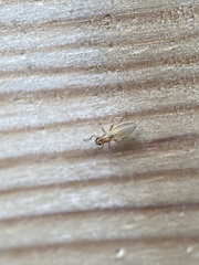 Lonchoptera bifurcata