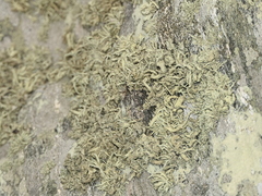 Ramalina siliquosa