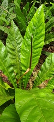 Anthurium crenatum