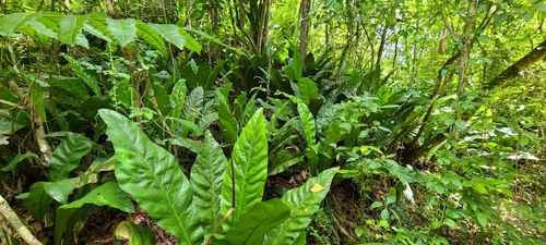 Image of Anthurium crenatum by (c) ritirene, some rights reserved (CC BY)