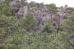 Pinus engelmannii