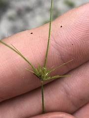 Bulbostylis stenophylla