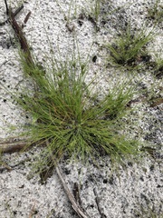 Bulbostylis stenophylla