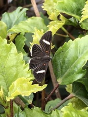 Melanis leucophlegma
