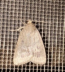 Amphipyra tragopoginis