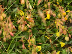 Tuberaria globulariifolia