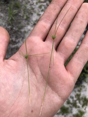 Bulbostylis stenophylla