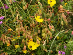 Tuberaria globulariifolia