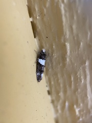 Recurvaria leucatella