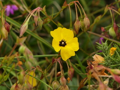 Tuberaria globulariifolia