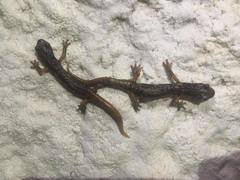 Speleomantes italicus