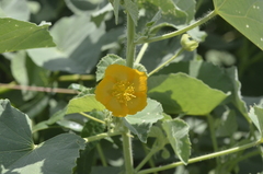 Abutilon indicum