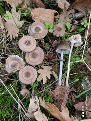 Mycena polygramma