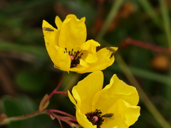 Tuberaria globulariifolia