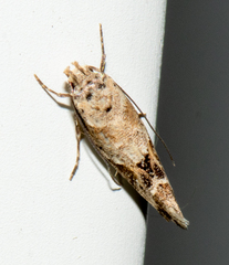 Mompha stellella