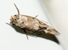 Mompha stellella