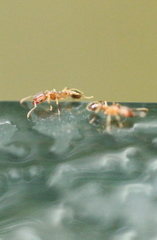 Tetramorium bicarinatum