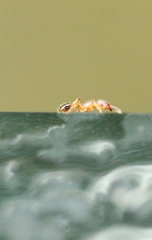 Tetramorium bicarinatum