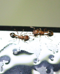 Tetramorium bicarinatum