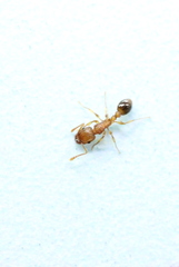 Tetramorium bicarinatum