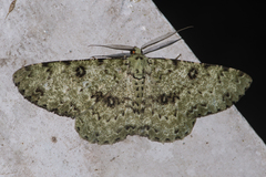 Ophthalmitis