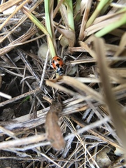 Hippodamia parenthesis