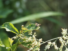 Cheilosia illustrata