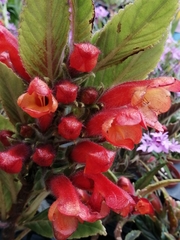Gesnerieae