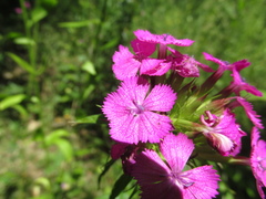 Dianthus barbatus