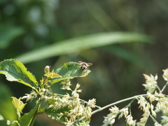 Cheilosia illustrata