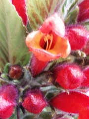Gesnerieae