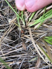 Hippodamia parenthesis