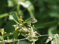 Cheilosia illustrata