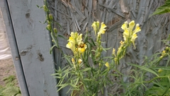 Apoidea