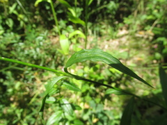 Dianthus barbatus