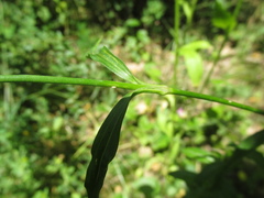 Dianthus barbatus