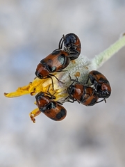 Coptocephala brevicornis