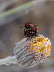 Coptocephala brevicornis