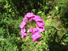Dianthus barbatus