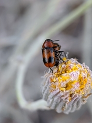 Coptocephala brevicornis